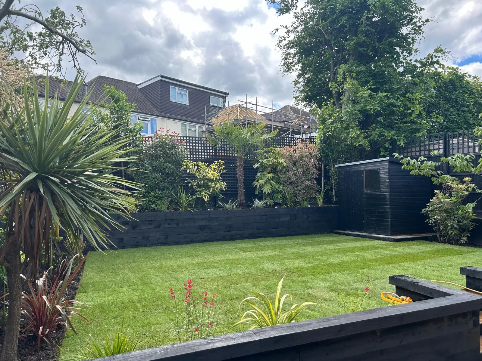 Mature back garden with cordyline, striped lawn and a black-painted raised bed in front