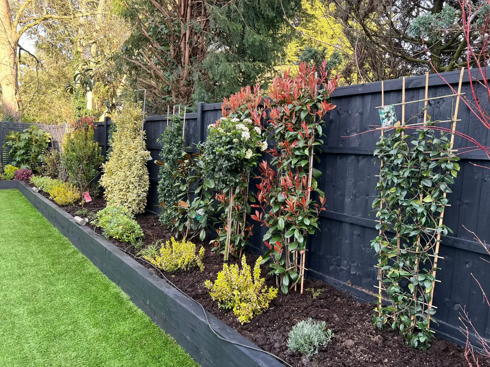 After: cordyline, photinia red robin and climbing trellis frames installed in the new raised bed